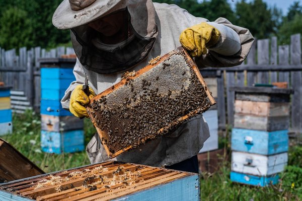 Quelle croisière initie à l'apiculture et à la dégustation de miel sur les îles grecques?